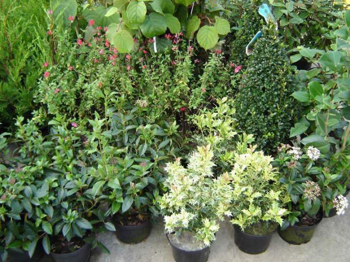 Vente de plantes Normandie