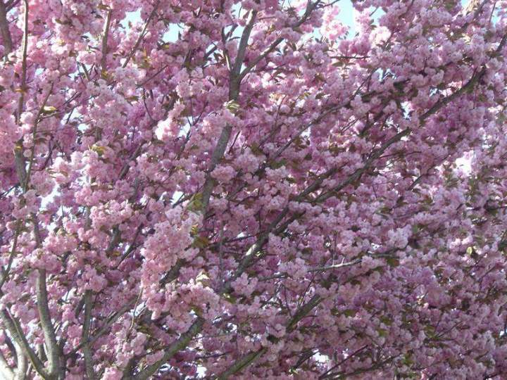 Vente de plantes Normandie