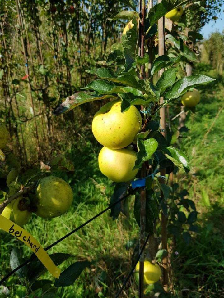 Vente de plantes Normandie