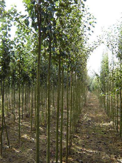 Vente de plantes Normandie