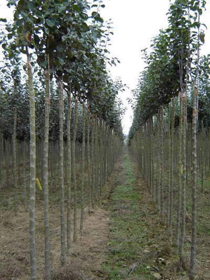 Vente de plantes Normandie