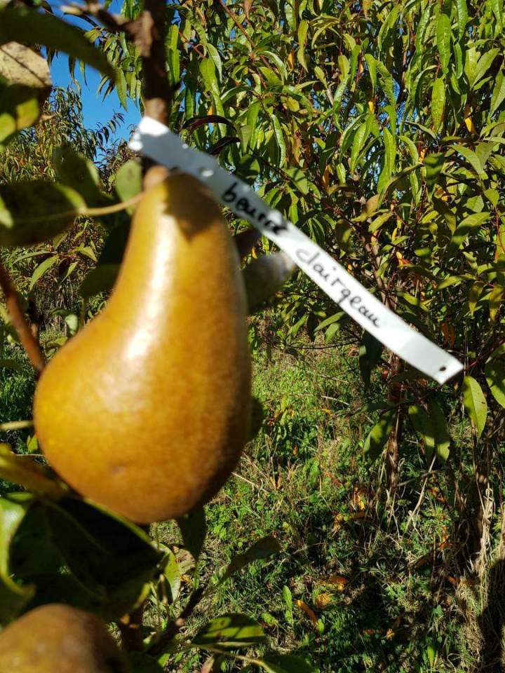 Vente de plantes Normandie