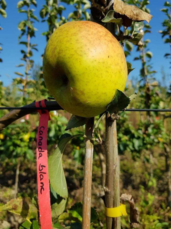 Arbres fruitiers et d’ornement Le Havre