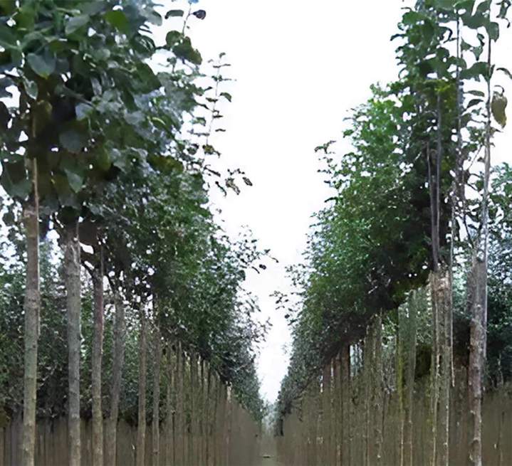 Arbres fruitiers palissés pour petits espaces