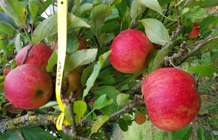 Arbres et plantes Normandie