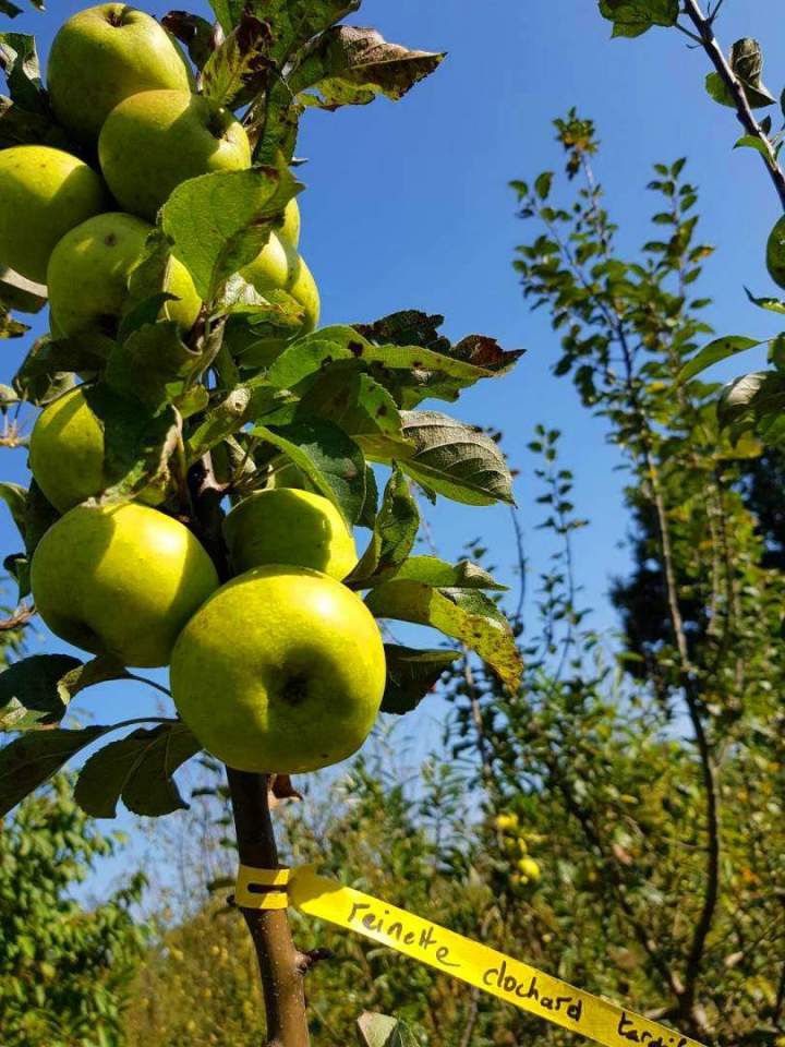 Arbres fruitiers et d’ornement Normandie