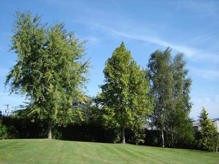 Vente Arbres d'ornement